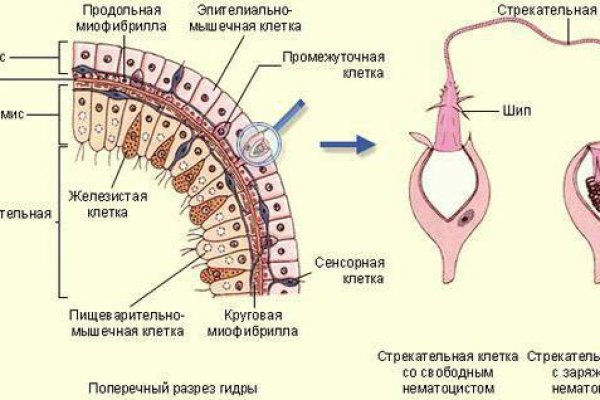 Кракен онион ссылки