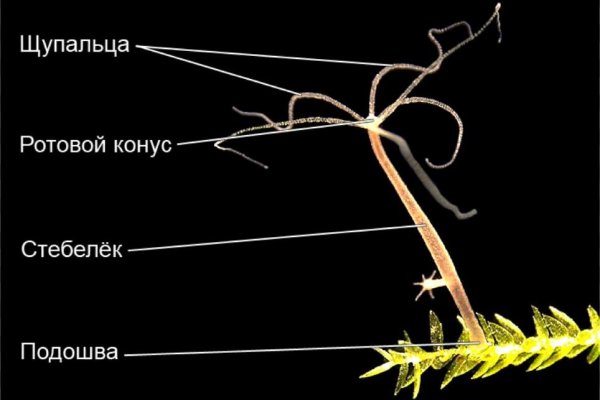 Как найти ссылку на кракен